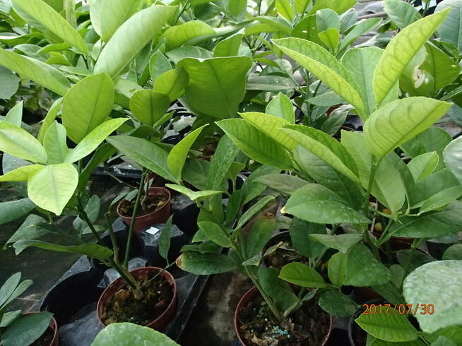 Cytryna skierniewicka - citrus ponderosa - 50 cm