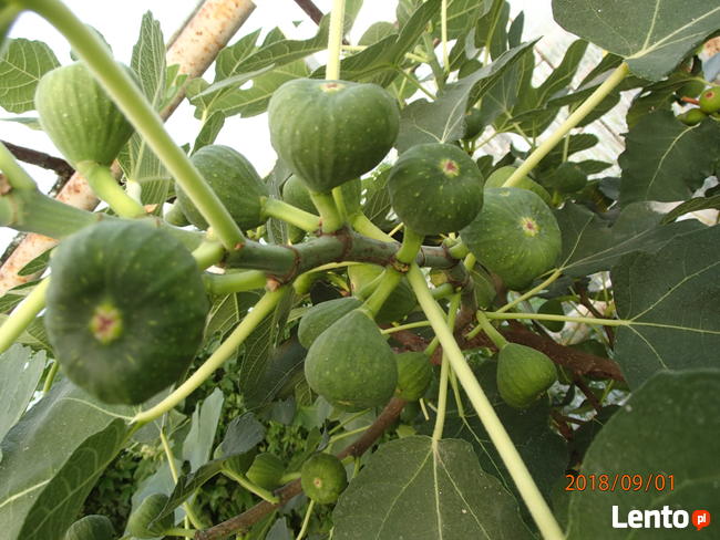 Figa brown turkey sadzonka w doniczce