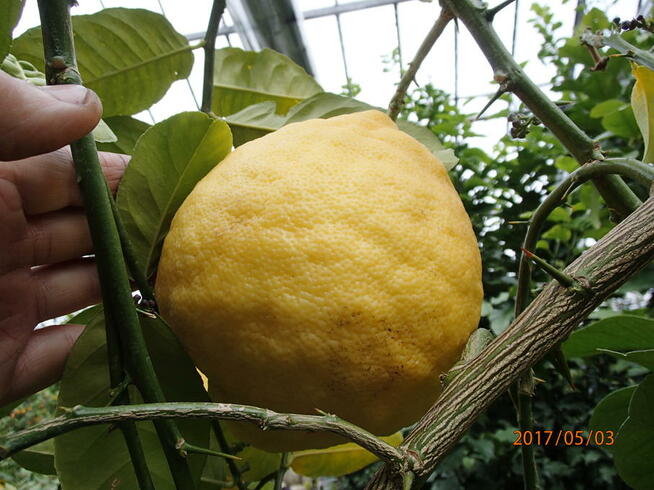 Cytryna skierniewicka - citrus ponderosa - 50 cm