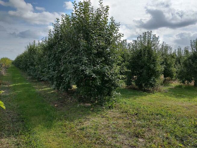 Sad Jabłonowy Owocujący 2,74 h Gmina Warka Wichradz Działka