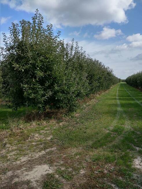 Sad Jabłonowy Owocujący 2,74 h Gmina Warka Wichradz Działka