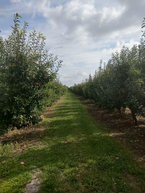 Sad Jabłonowy Owocujący 2,74 h Gmina Warka Wichradz Działka