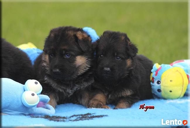 Owczarek Niemiecki szczenięta rodowód FCI