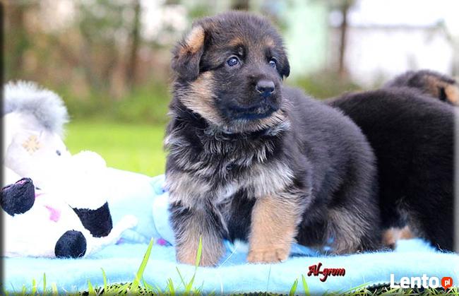Owczarek Niemiecki szczenięta rodowód FCI