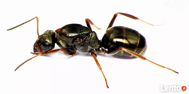 Mrówki Formica fusca - Q 2019 + 6-10 robotnic