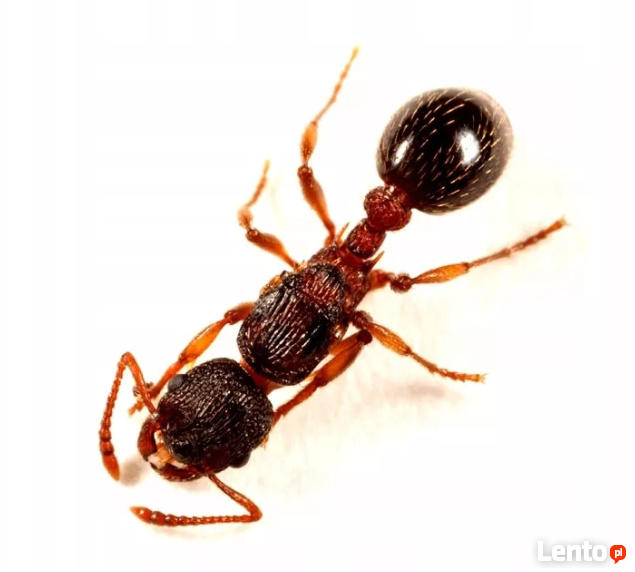 Mrówki Myrmica lobicornis Królowa + 20 robotnic