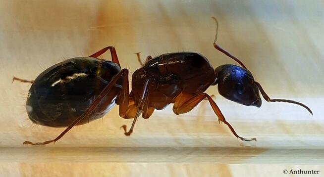 Mrówki Camponotus pilicornis