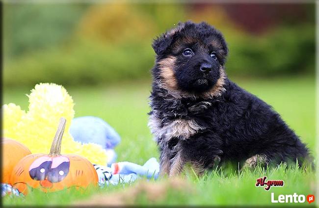 Owczarek Niemiecki długowłosa suczka FCI