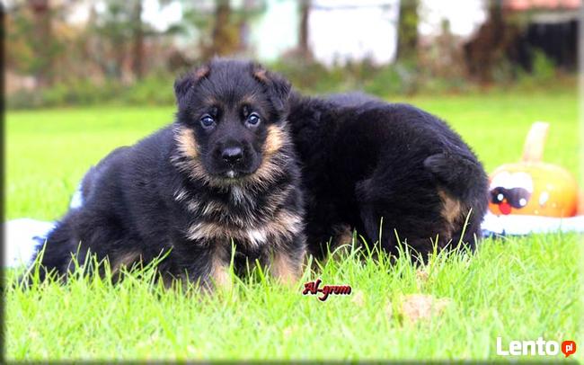 Owczarek Niemiecki długowłosa suczka FCI