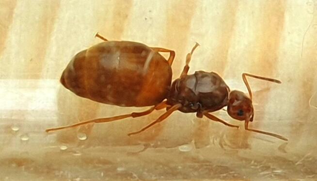 Mrówki Prenolepis nitens