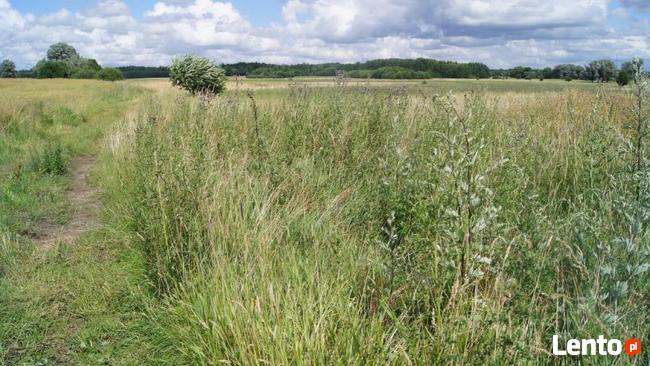 Działka Podwilcze gm. Białogard