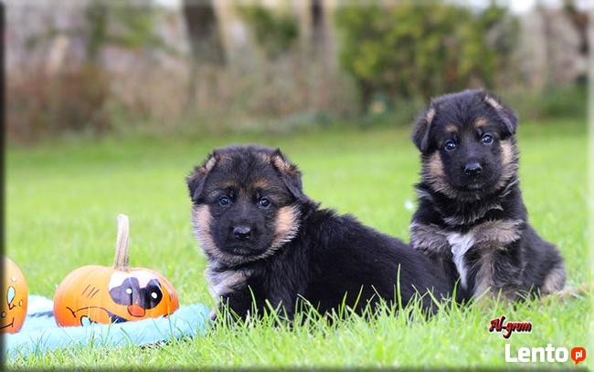 Owczarek Niemiecki szczenięta rodowód FCI