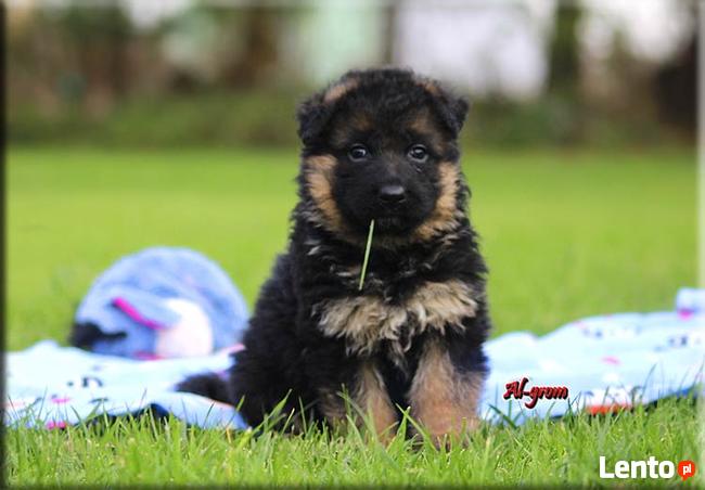 Owczarek Niemiecki długowłosa suczka FCI