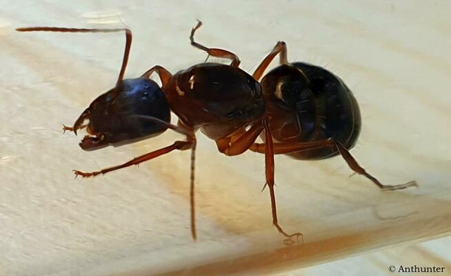 Mrówki Camponotus pilicornis