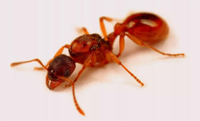 Mrówki Myrmica rubra Q + 400-500 robotnic