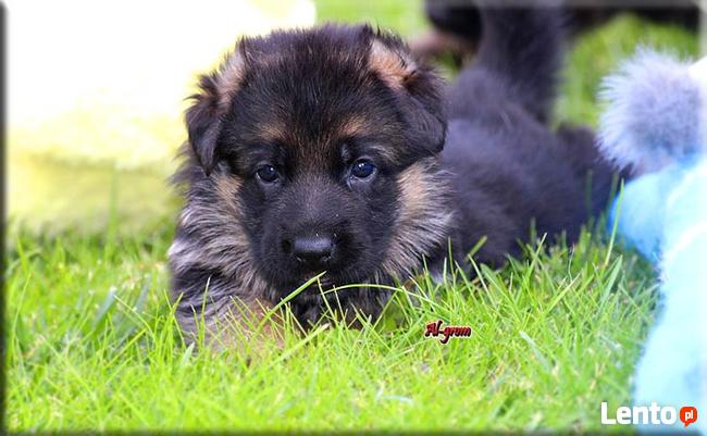 Owczarek Niemiecki szczenięta rodowód FCI