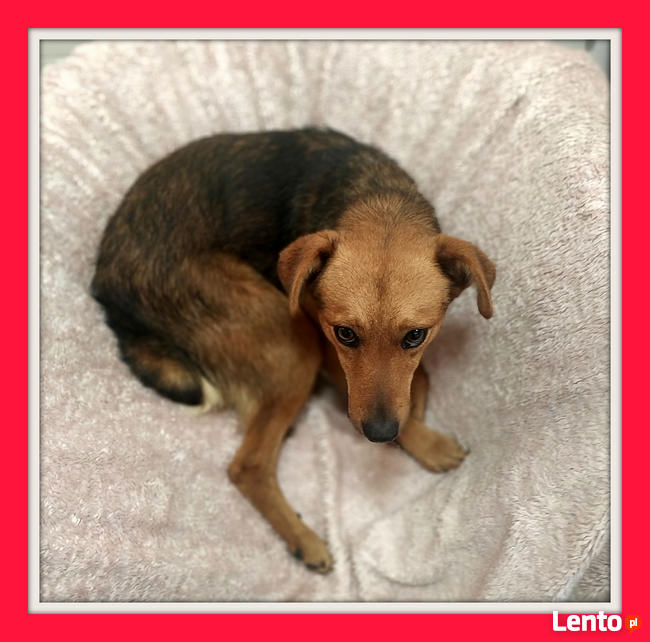 Pinczer, mix jamnik,1 rok,9 kg,nieśmiały WIGO do adopcji.