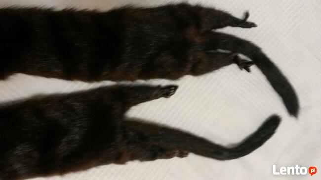 Kołnierz naturalny 100 % futra