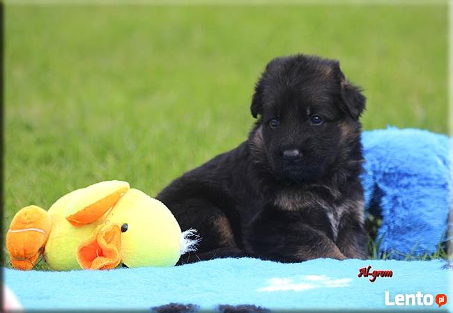 Owczarek Niemiecki szczenięta rodowód FCI