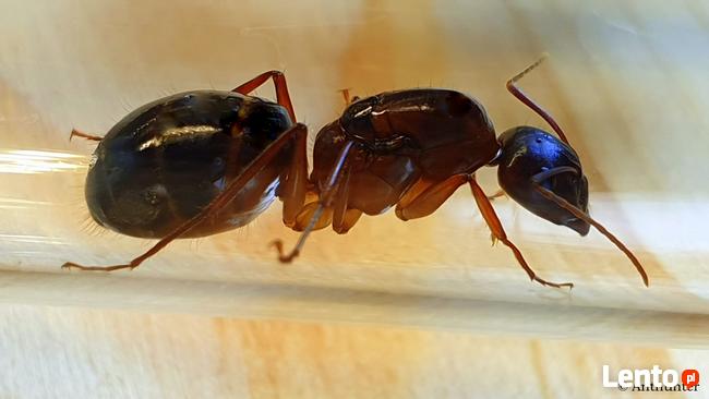 Mrówki Camponotus pilicornis