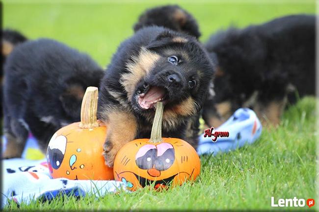 Owczarek Niemiecki długowłosa suczka FCI