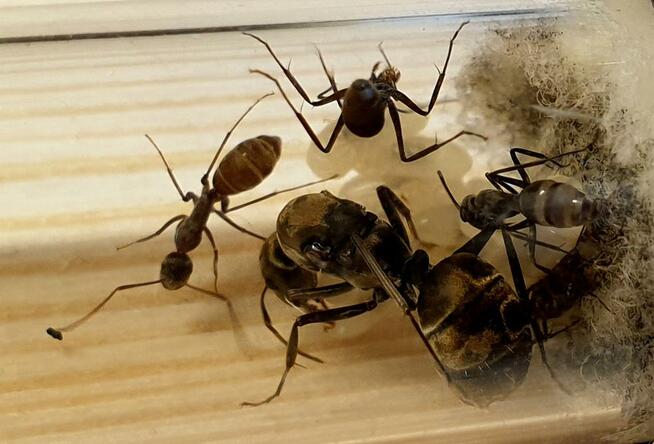 Mrówki Camponotus auriventris z 7-10 robotnicami