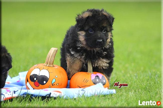 Owczarek Niemiecki długowłosa suczka FCI
