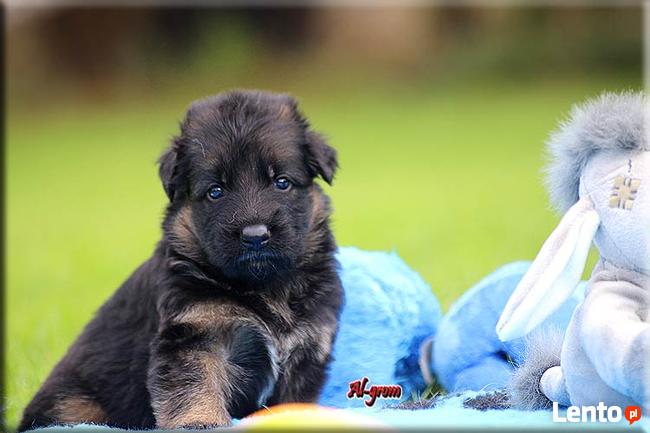 Owczarek Niemiecki szczenięta rodowód FCI