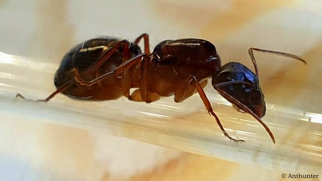 Mrówki Camponotus pilicornis