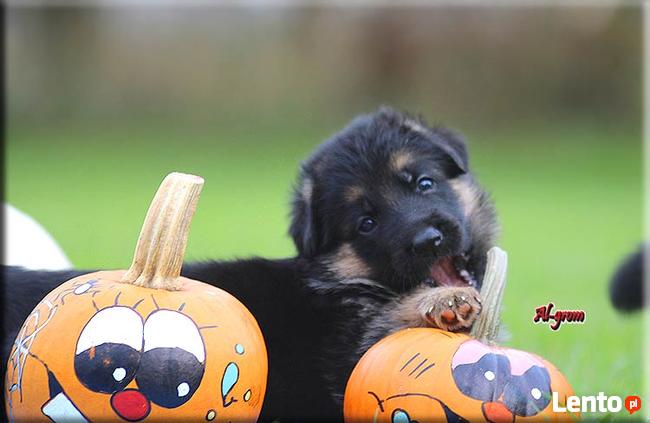 Owczarek Niemiecki szczenięta rodowód FCI