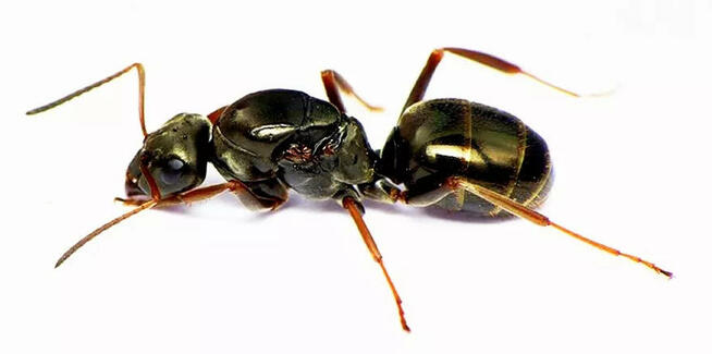 Mrówki Formica fusca - Q 2019 + 3-5 robotnic