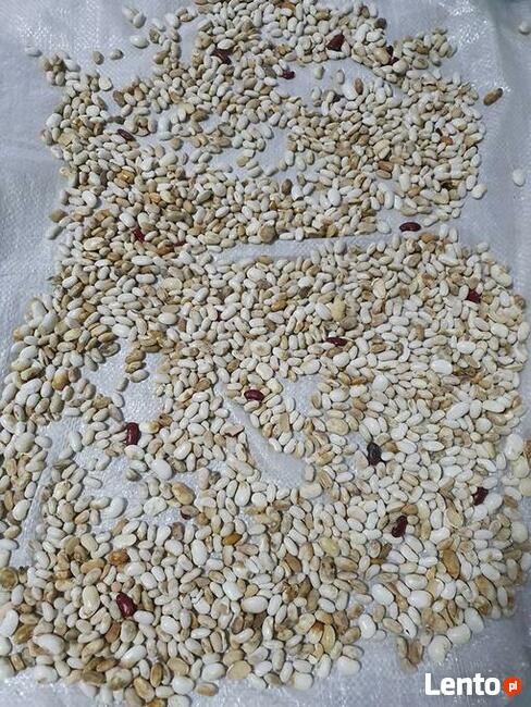 NOWOŚĆ na RYNKU Separator Magnetyczny FASOLA !!!!