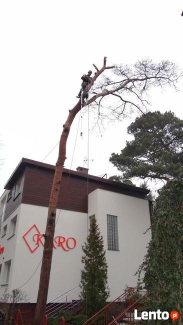 Wycinka drzew Gdańsk