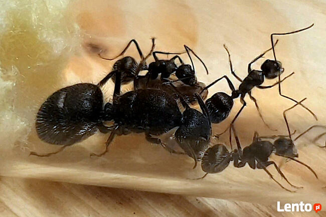 Mrówki Camponotus selene z 3-5 robotnicami