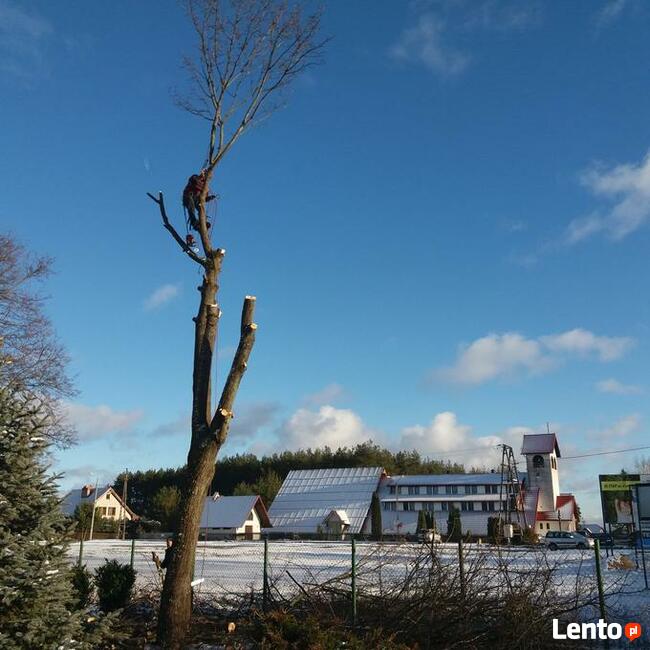 Wycinka drzew Gdańsk