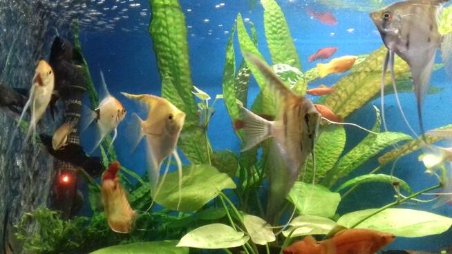 Ryby akwariowe ul.Spytka 4 Jarosław