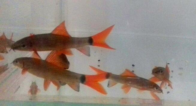 Ryby akwariowe ul.Spytka 4 Jarosław