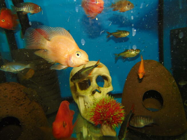 Ryby akwariowe ul.Spytka 4 Jarosław