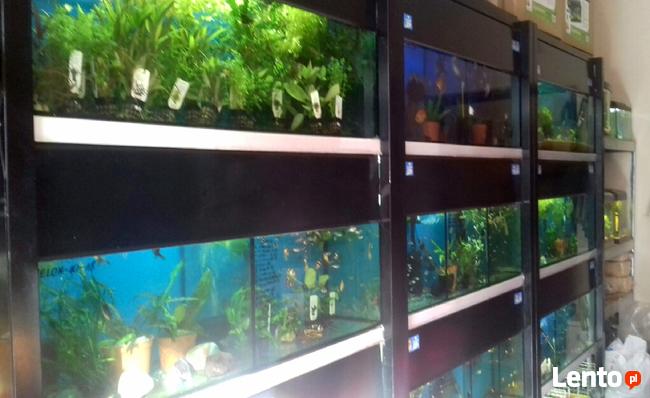 Ryby akwariowe ul.Spytka 4 Jarosław