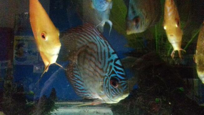 Ryby akwariowe ul.Spytka 4 Jarosław