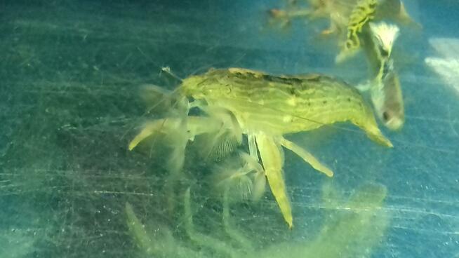 Ryby akwariowe ul.Spytka 4 Jarosław