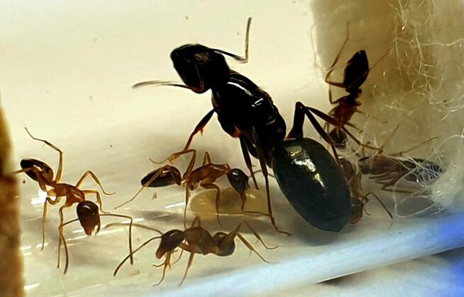 Mrówki Camponotus camelinus Q + 8-10 robotnic