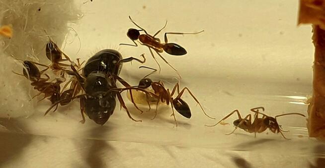 Mrówki Camponotus camelinus Q + 8-10 robotnic