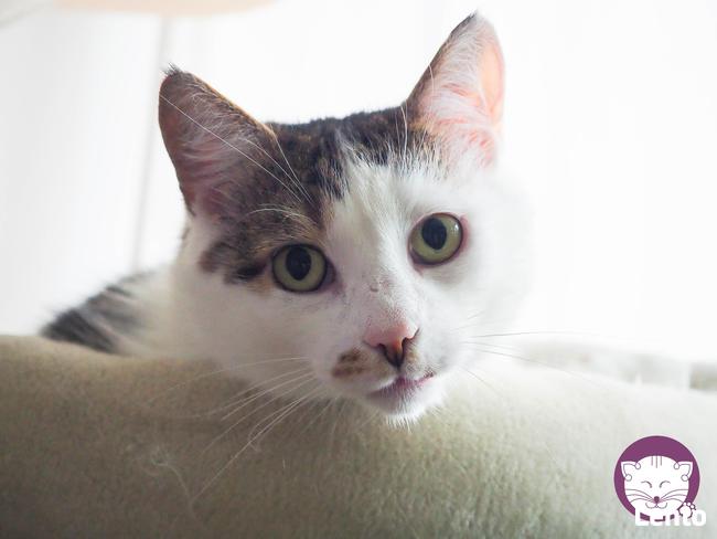 Kaktus - mistrz śmiesznych min