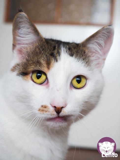 Kaktus - mistrz śmiesznych min