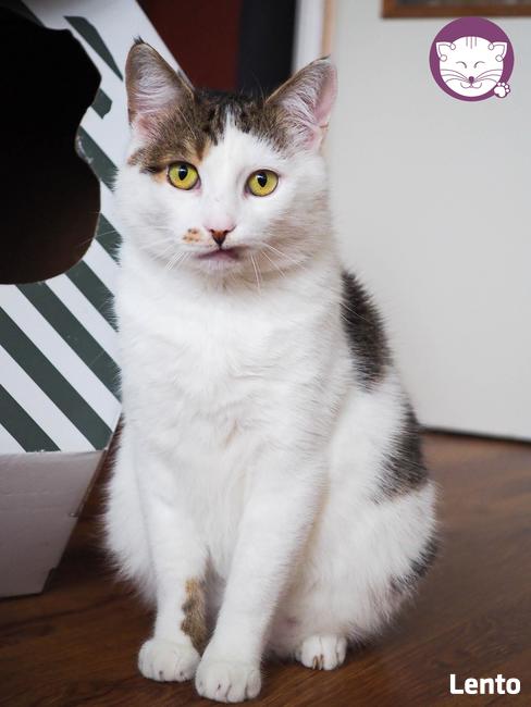 Kaktus - mistrz śmiesznych min