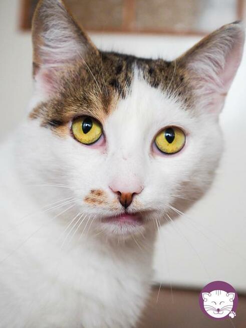 Kaktus - mistrz śmiesznych min