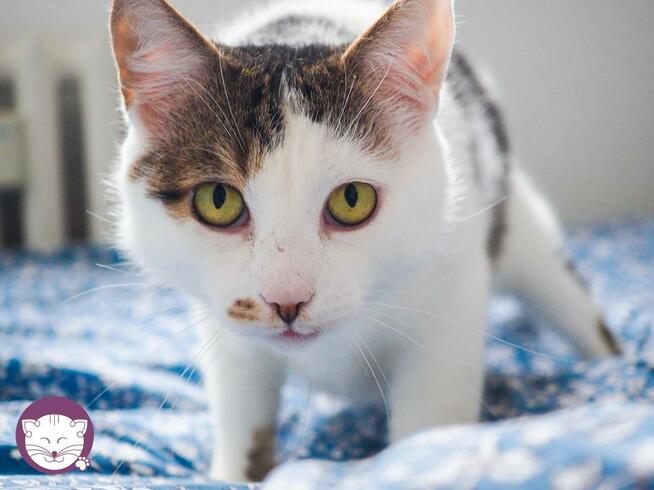 Kaktus - mistrz śmiesznych min