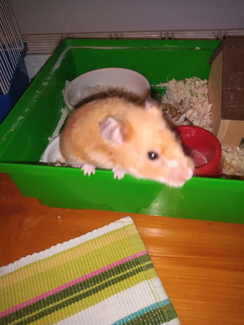 Oddam chomika w dobre ręce
