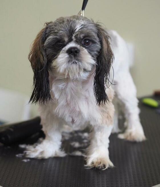 Salon Fryzjerski dla Piesków Pegusia - groomer - psi fryzjer